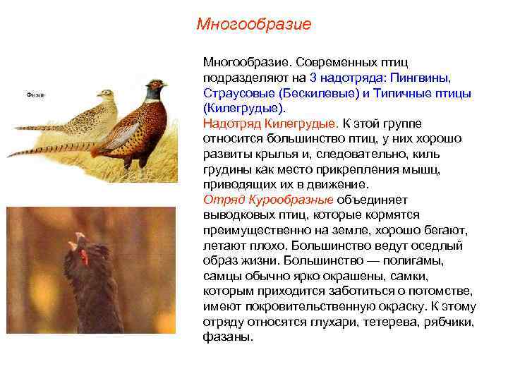 Многообразие. Современных птиц подразделяют на 3 надотряда: Пингвины, Страусовые (Бескилевые) и Типичные птицы (Килегрудые).