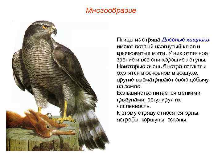 Многообразие Птицы из отряда Дневные хищники имеют острый изогнутый клюв и крючковатые когти. У