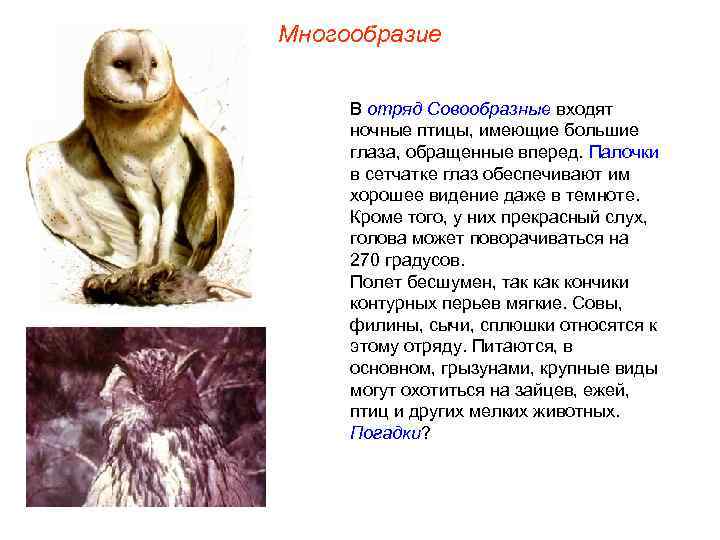 Многообразие В отряд Совообразные входят ночные птицы, имеющие большие глаза, обращенные вперед. Палочки в