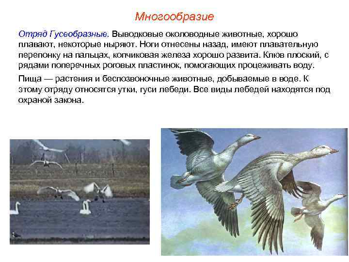 Многообразие Отряд Гусеобразные. Выводковые околоводные животные, хорошо плавают, некоторые ныряют. Ноги отнесены назад, имеют