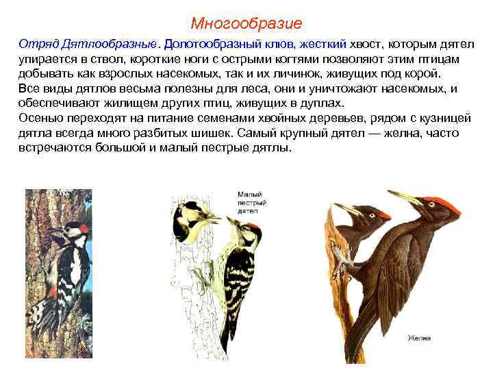 Многообразие Отряд Дятлообразные. Долотообразный клюв, жесткий хвост, которым дятел упирается в ствол, короткие ноги