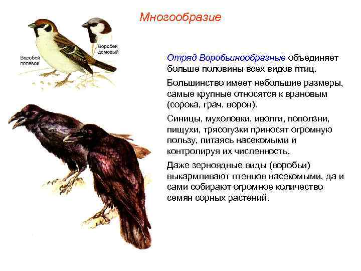 Многообразие Отряд Воробьинообразные объединяет больше половины всех видов птиц. Большинство имеет небольшие размеры, самые