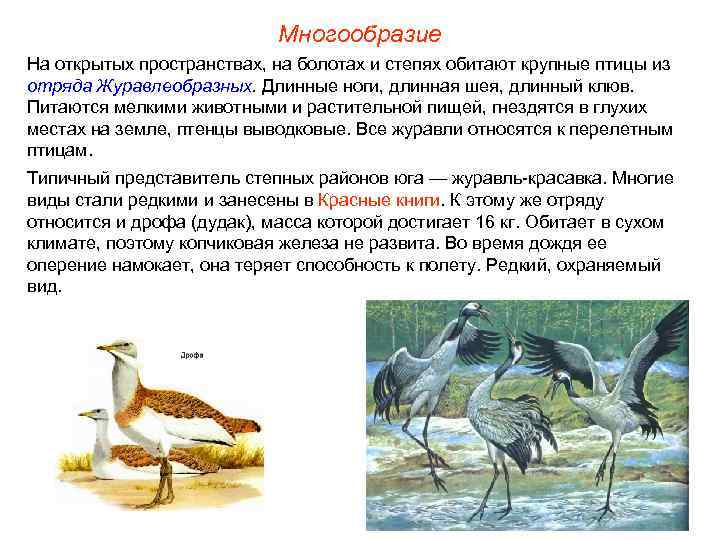 Многообразие На открытых пространствах, на болотах и степях обитают крупные птицы из отряда Журавлеобразных.