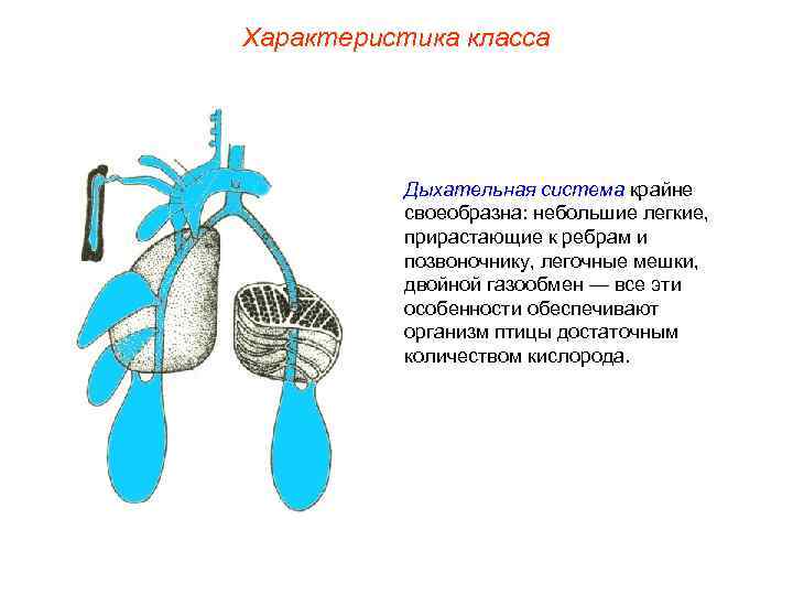Характеристика класса Дыхательная система крайне своеобразна: небольшие легкие, прирастающие к ребрам и позвоночнику, легочные