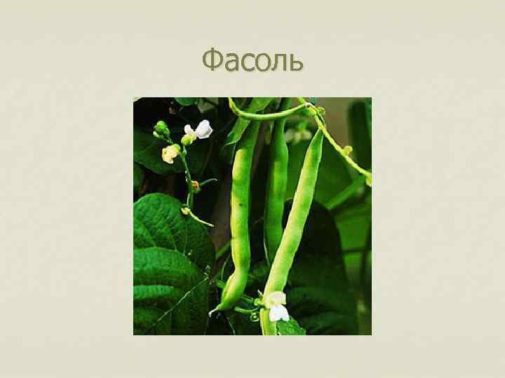 Фасоль 