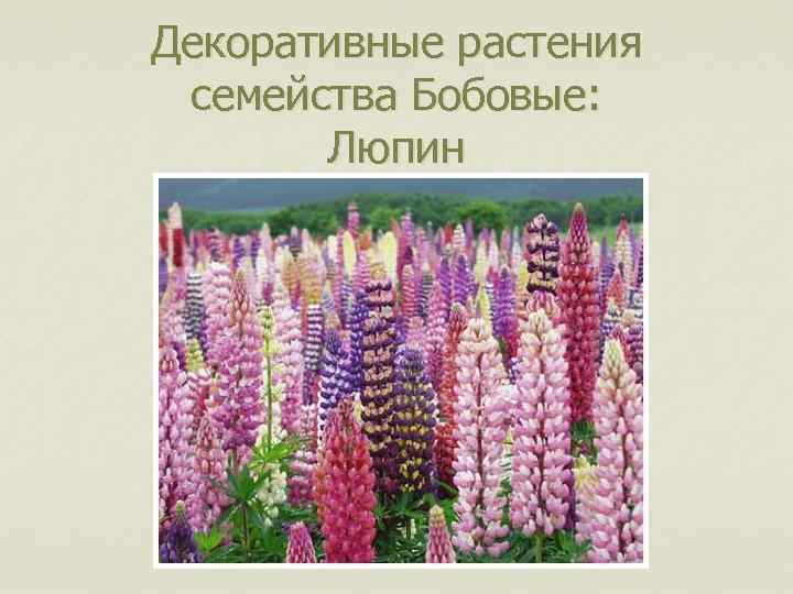 Декоративные растения семейства Бобовые: Люпин 
