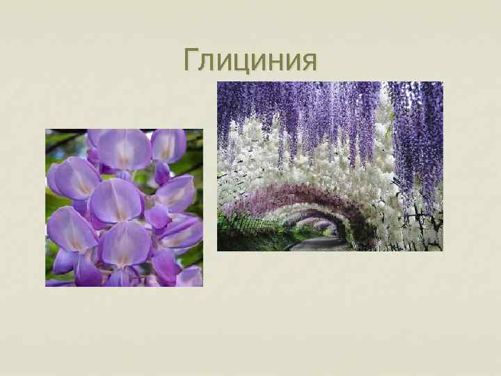 Глициния 