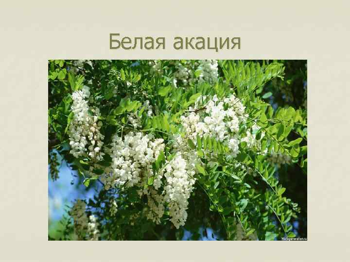 Белая акация 