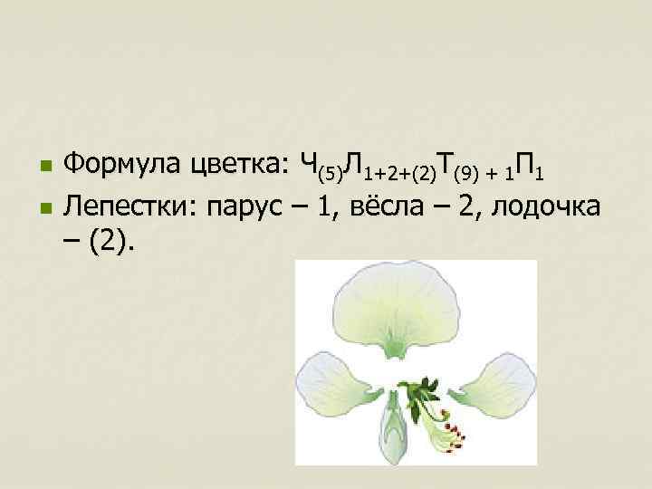 10 формула цветка. Формула цветка ч5л1+2+2т9+1п1. Формула цветка ч(5)л1+2+(2)т(9)+1п1. Формула цветка ч(5)л1+2+(2)т(9)+1п1 капустные или Мотыльковые. Ч5л1 2 2 т 9 1п1 характерна формула цветка.