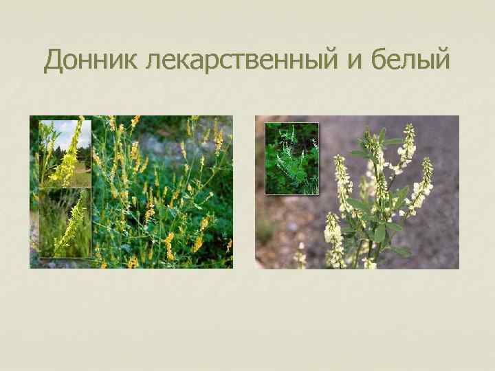 Донник лекарственный и белый 