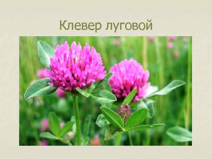 Клевер луговой 