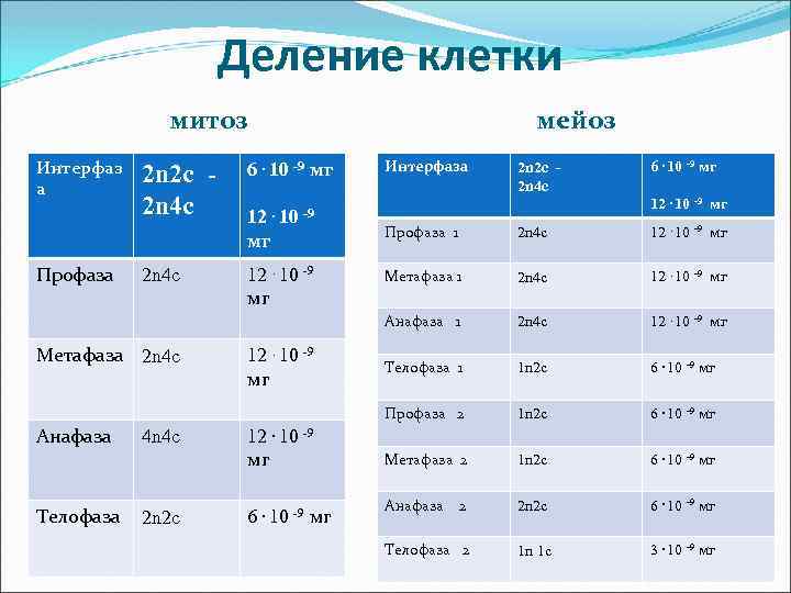 Деление клетки мейоз митоз Интерфаз а 2 n 2 c 2 n 4 c