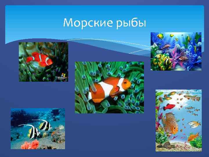 Морские рыбы 