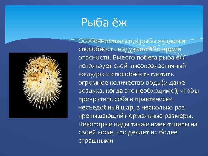 Рыба ёж Особенностью этой рыбы является способность надуваться во время опасности. Вместо побега рыба