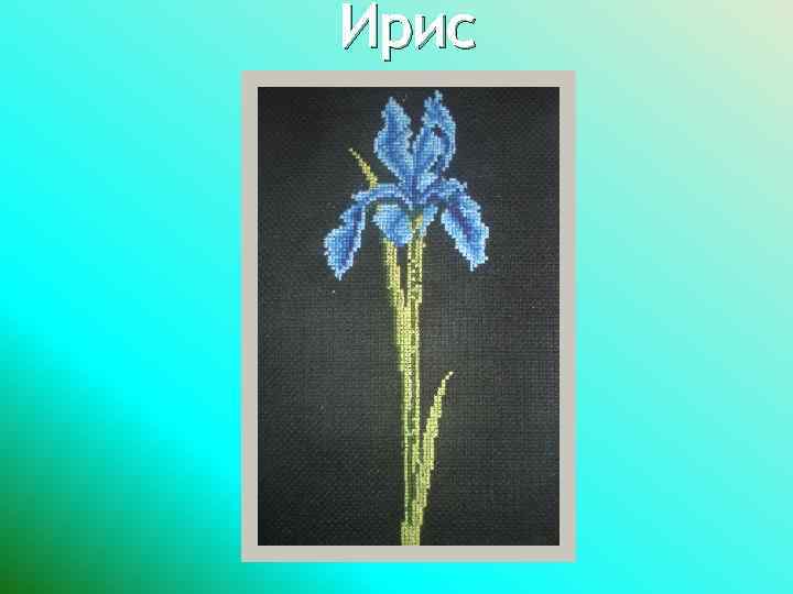 Ирис 