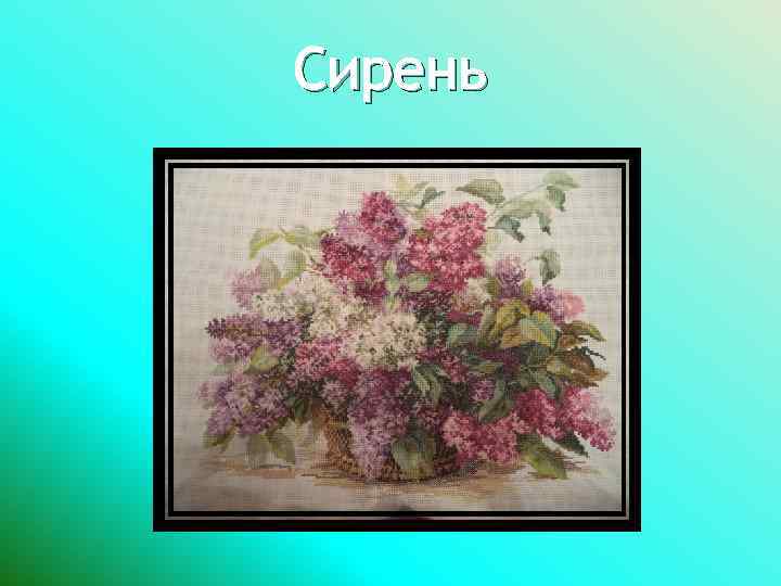 Сирень 