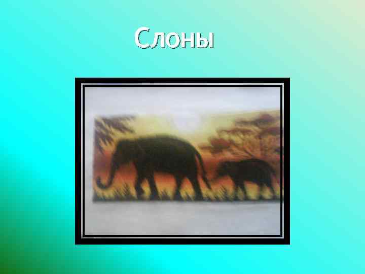 Слоны 