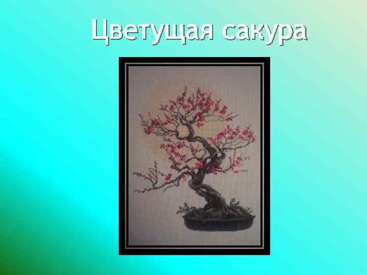 Цветущая сакура 