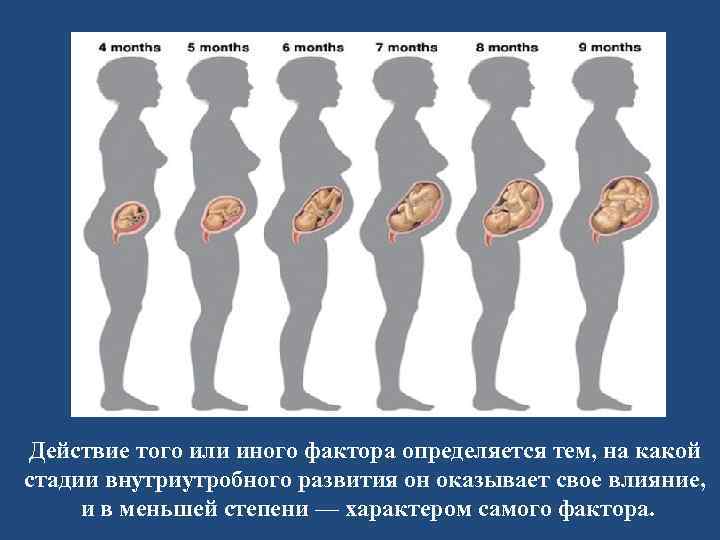 Действие того или иного фактора определяется тем, на какой стадии внутриутробного развития он оказывает