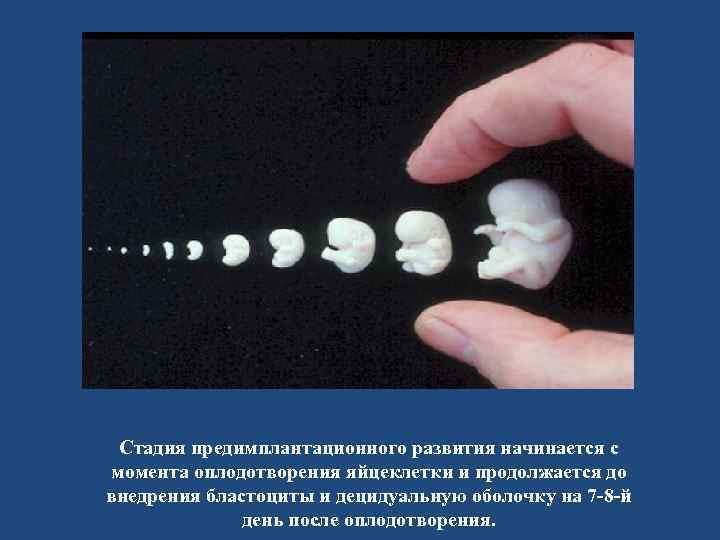 Стадия предимплантационного развития начинается с момента оплодотворения яйцеклетки и продолжается до внедрения бластоциты и