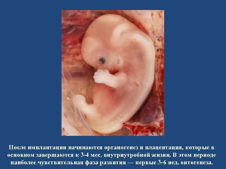 После имплантации начинаются органогенез и плацентация, которые в основном завершаются к 3 -4 мес.