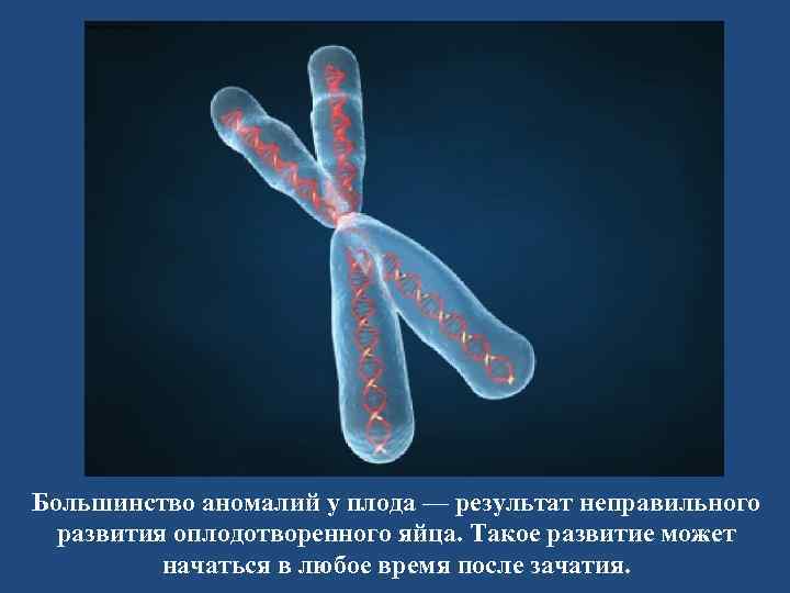 Большинство аномалий у плода — результат неправильного развития оплодотворенного яйца. Такое развитие может начаться