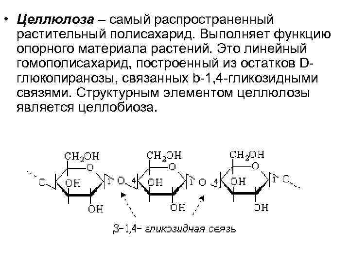  • Целлюлоза – самый распространенный растительный полисахарид. Выполняет функцию опорного материала растений. Это