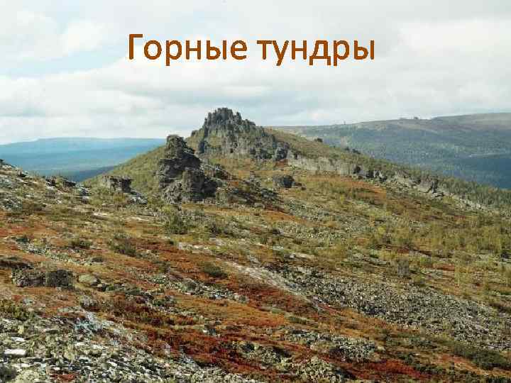 Горные тундры 