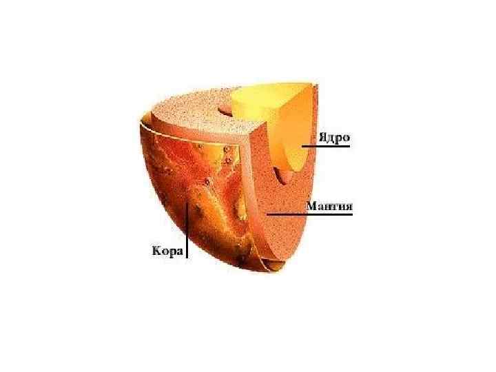 Внутрішня будова 