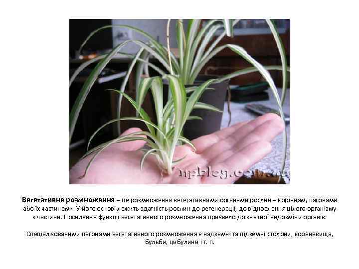 Вегетативне розмноження – це розмноження вегетативними органами рослин – корінням, пагонами або їх частинами.