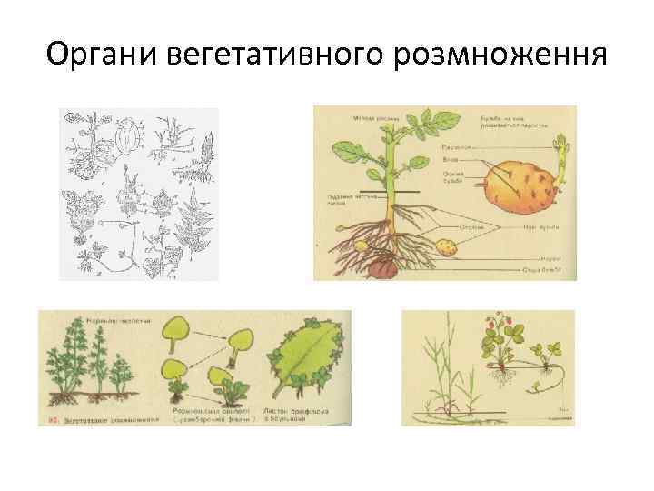 Органи вегетативного розмноження 