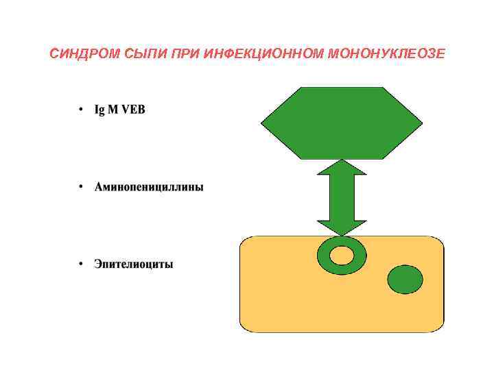 СИНДРОМ СЫПИ ПРИ ИНФЕКЦИОННОМ МОНОНУКЛЕОЗЕ 