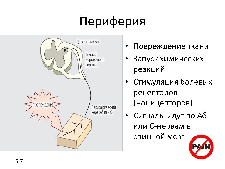 Периферия • Повреждение ткани • Запуск химических реакций • Стимуляция болевых рецепторов (ноцицепторов) •