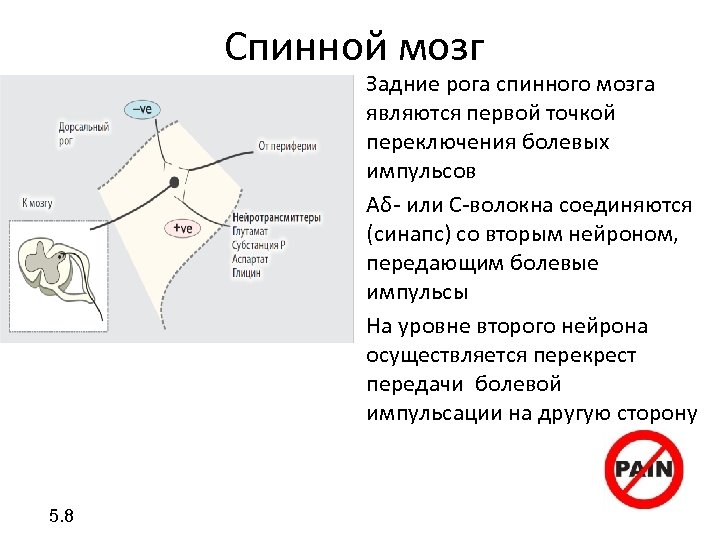 Спинной мозг • Задние рога спинного мозга являются первой точкой переключения болевых импульсов •