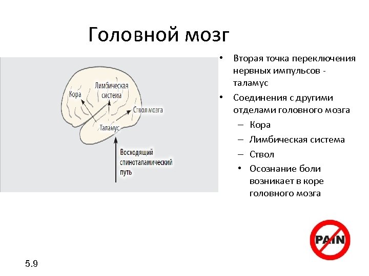 Головной мозг • Вторая точка переключения нервных импульсов - таламус • Соединения с другими