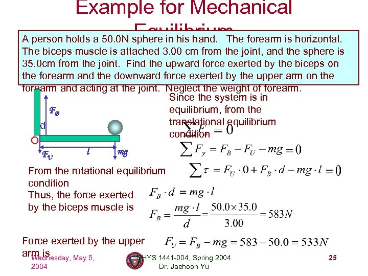 Example for Mechanical Equilibrium A person holds a 50. 0 N sphere in his