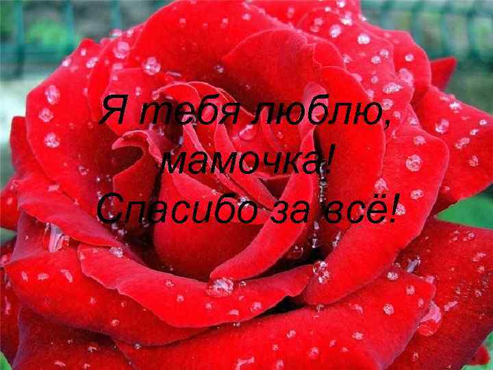 Я тебя люблю, мамочка! Спасибо за всё! 