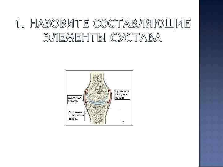 1. НАЗОВИТЕ СОСТАВЛЯЮЩИЕ ЭЛЕМЕНТЫ СУСТАВА 