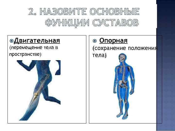 2. НАЗОВИТЕ ОСНОВНЫЕ ФУНКЦИИ СУСТАВОВ Двигательная (перемещение тела в пространстве) Опорная (сохранение положения тела)