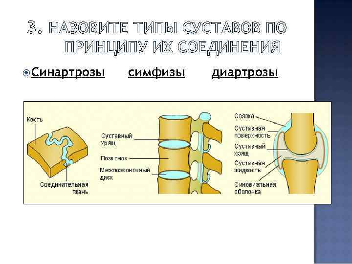 3. НАЗОВИТЕ ТИПЫ СУСТАВОВ ПО ПРИНЦИПУ ИХ СОЕДИНЕНИЯ Синартрозы симфизы диартрозы 