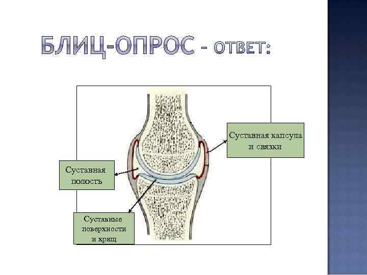 Суставная капсула и связки Суставная полость Суставные поверхности и хрящ 