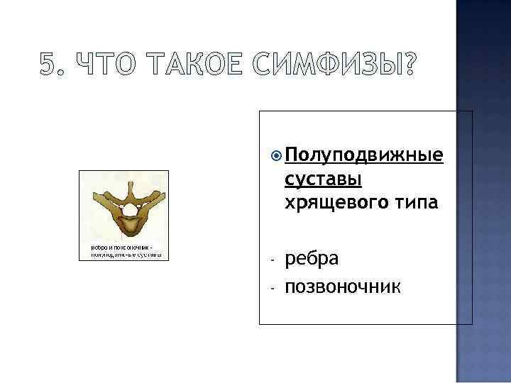 5. ЧТО ТАКОЕ СИМФИЗЫ? Полуподвижные суставы хрящевого типа - ребра позвоночник 