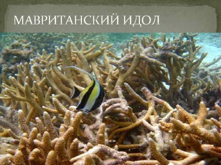 МАВРИТАНСКИЙ ИДОЛ 