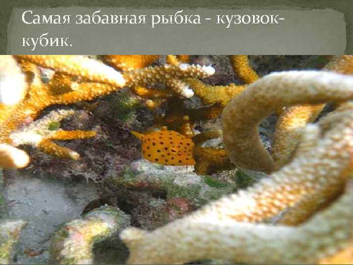 Самая забавная рыбка - кузовоккубик. 