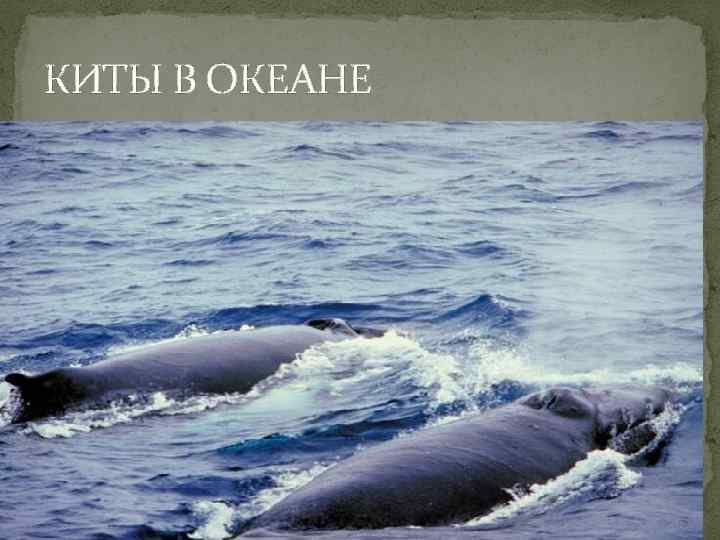 КИТЫ В ОКЕАНЕ 