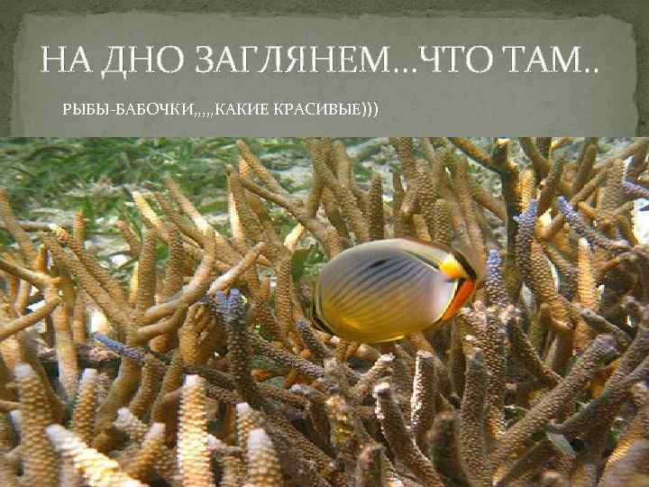 НА ДНО ЗАГЛЯНЕМ…ЧТО ТАМ. . РЫБЫ-БАБОЧКИ, , , КАКИЕ КРАСИВЫЕ))) 