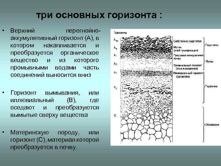 три основных горизонта : • Верхний перегнойноаккумулятивный горизонт (А), в котором накапливается и преобразуется