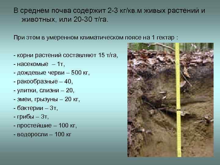 Почвы средней полосы. Почва содержит. Что содержится в почве. Дерново-карбонатные почвы Ленинградской области.