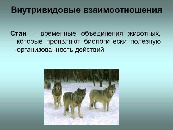 Внутривидовые взаимоотношения Стаи – временные объединения животных, которые проявляют биологически полезную организованность действий 