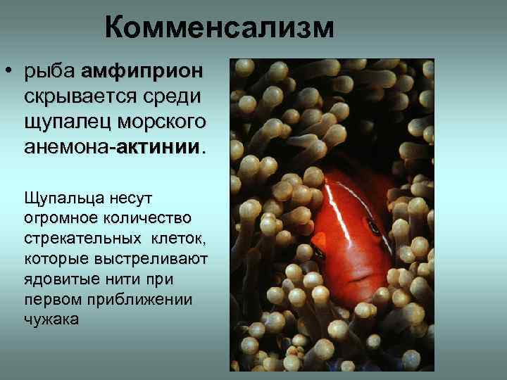 Комменсализм • рыба амфиприон скрывается среди щупалец морского анемона-актинии. Щупальца несут огромное количество стрекательных